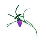 Grape