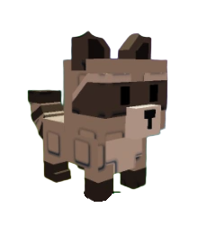 Racoon