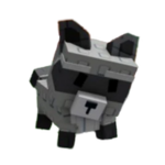 Racoon